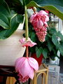 Medinilla Magnifica